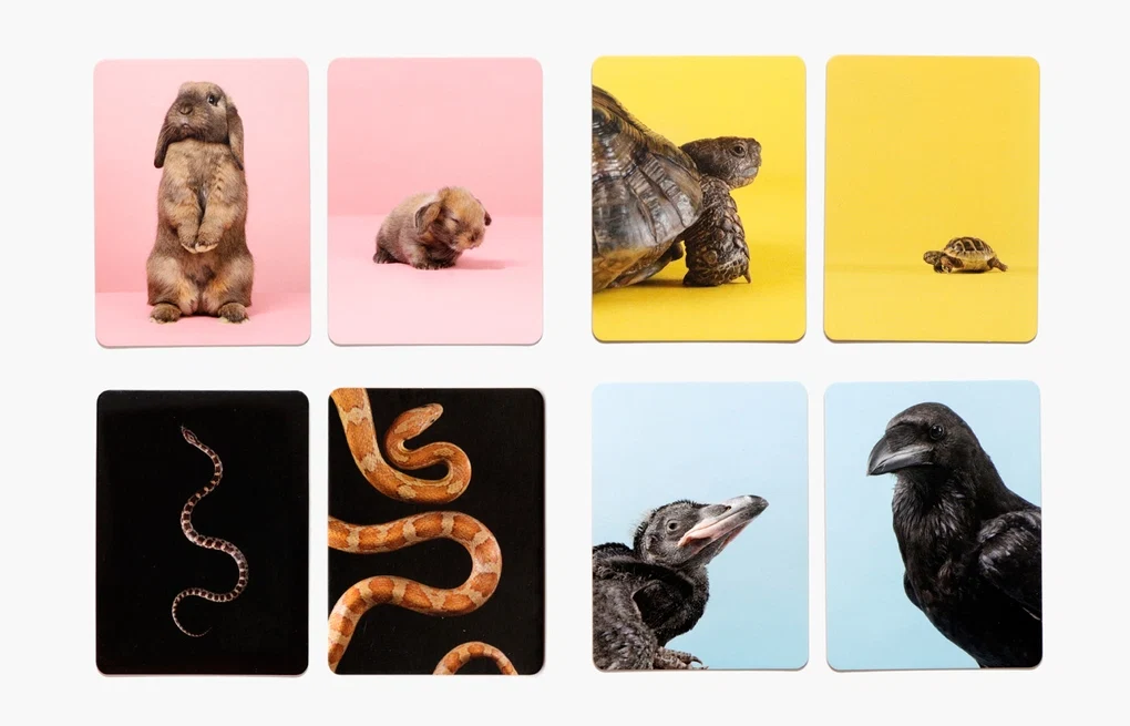 Tierbaby-Memo klein & groß mit 50 Karten und Tierfotografien von Gerrard Gethings im Laurence King Verlag.