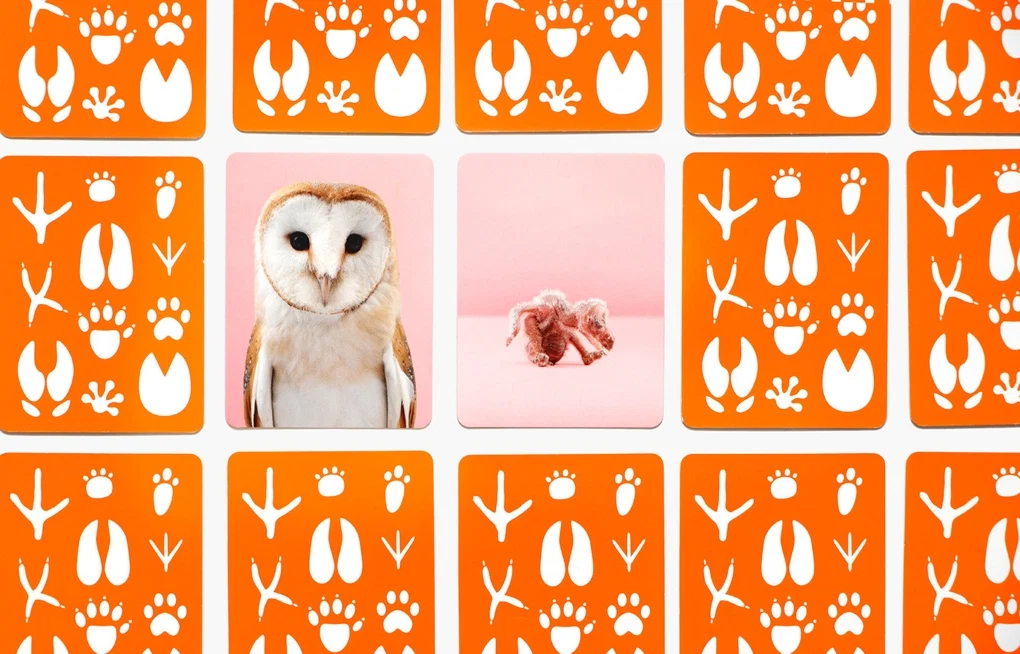 Tierbaby-Memo klein & groß mit 50 Karten und Tierfotografien von Gerrard Gethings im Laurence King Verlag.