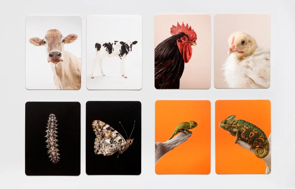 Tierbaby-Memo klein & groß mit 50 Karten und Tierfotografien von Gerrard Gethings im Laurence King Verlag.