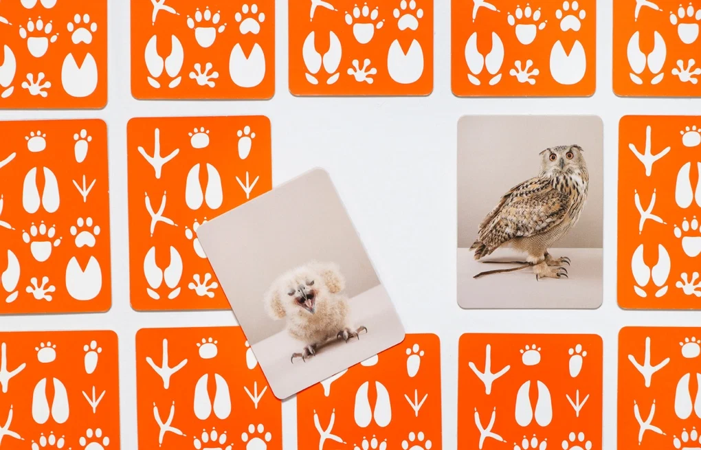 Tierbaby-Memo klein & groß mit 50 Karten und Tierfotografien von Gerrard Gethings im Laurence King Verlag.