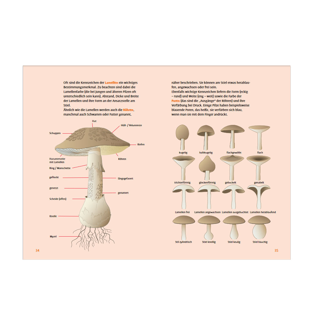 Pilze finden, von giftigen unterscheiden und lecker zubereiten - ein Pilzbuch für Einsteiger mit tollen Rezepten aus dem Ulmer Verlag